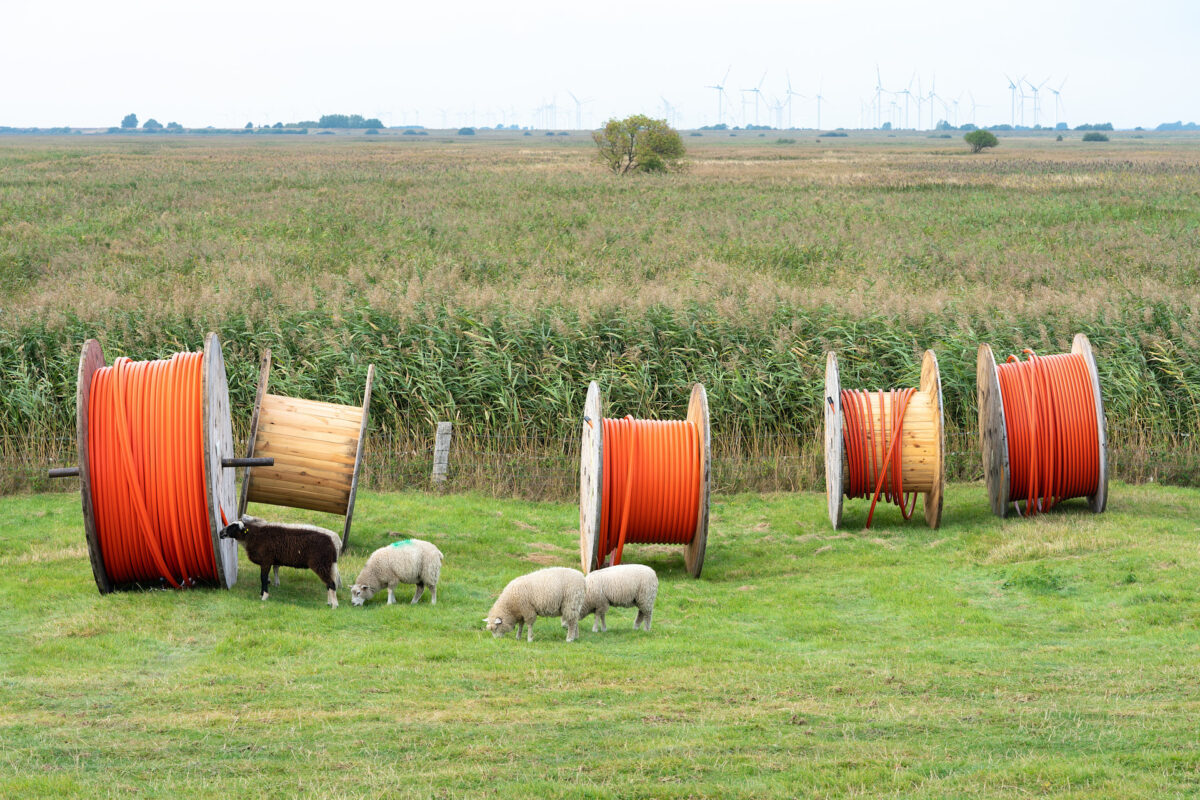 Schafe begutachten stagnierenden Glasfaserausbau auf dem Land.