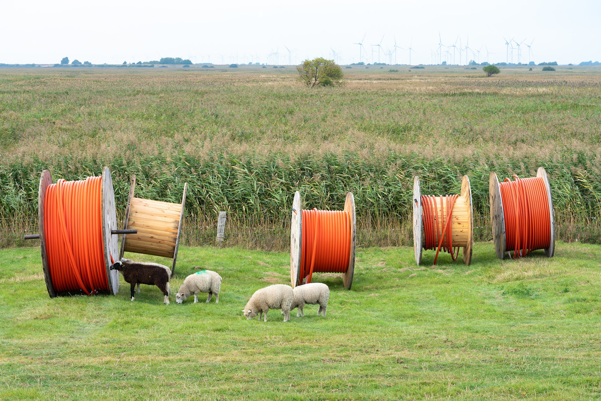 Schafe begutachten stagnierenden Glasfaserausbau auf dem Land.